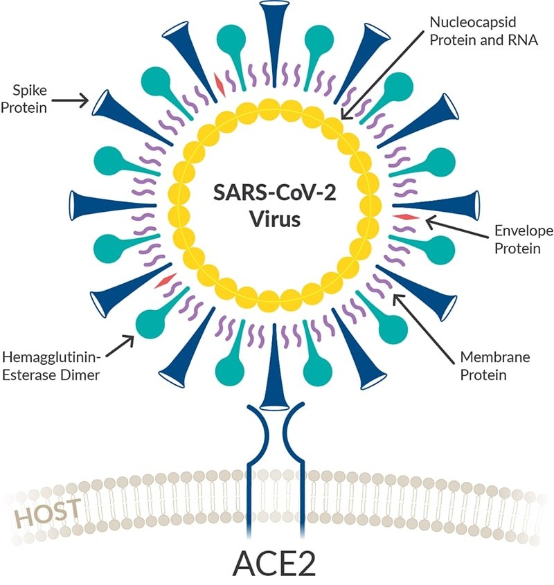 Image source: caymanchem.com