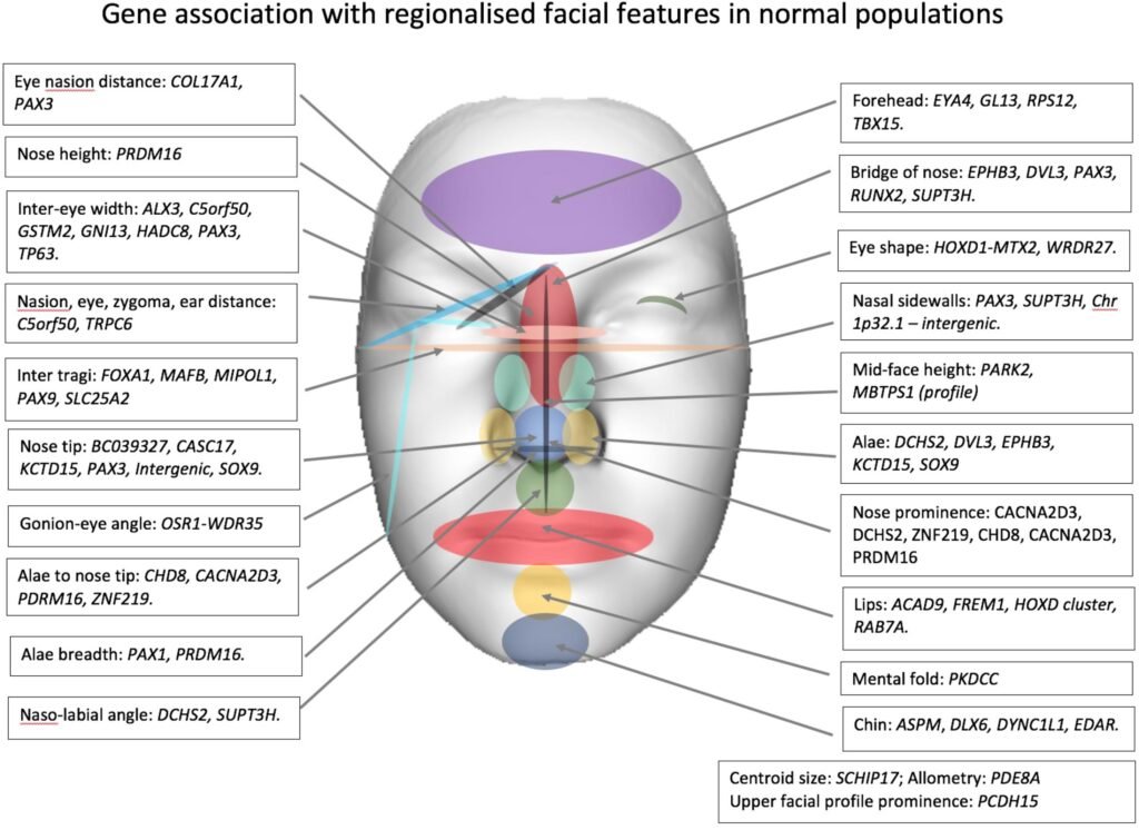 Image source- Facial Genetics: A Brief Overview (journal frontiers in genetics)